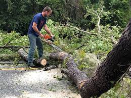 How Our Tree Care Process Works  in  Nokomis, FL